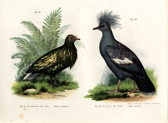Nicobar Pigeon from German School, (19th century)