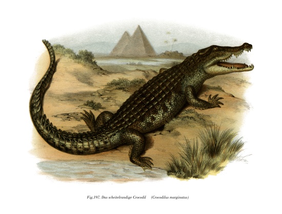 Nile Crocodile from German School, (19th century)