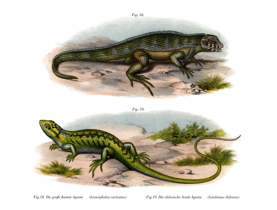 Northern Curly-tailed Lizard from German School, (19th century)