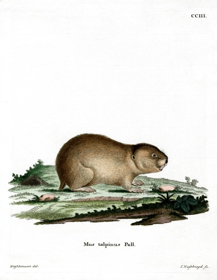 Northern Mole Vole from German School, (19th century)