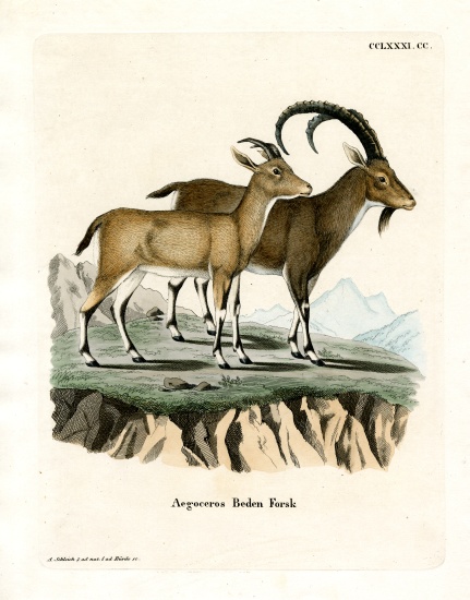 Nubian Ibex from German School, (19th century)