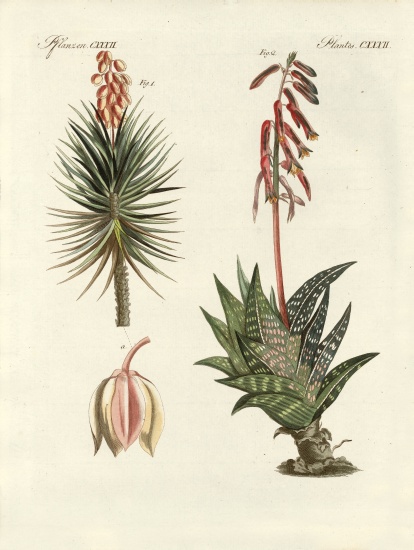 Ornamental plant from German School, (19th century)