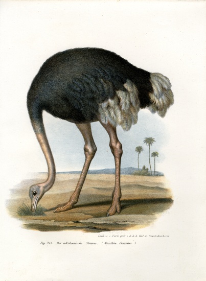 Ostrich from German School, (19th century)