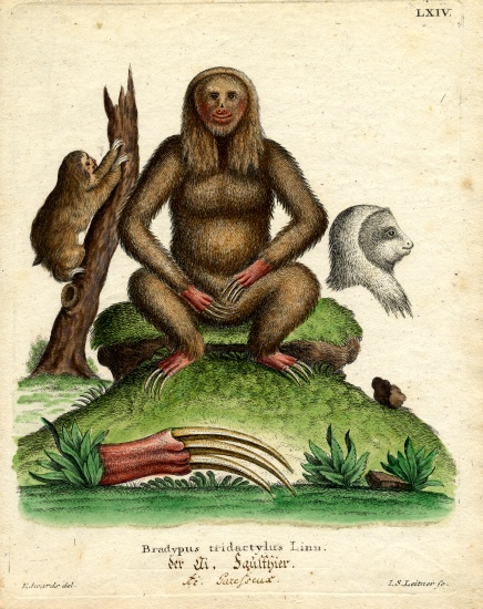 Pale-throated Sloth from German School, (19th century)