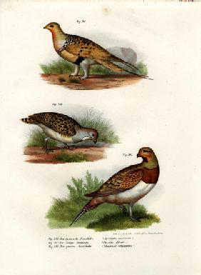 Pallas' Sandgrouse