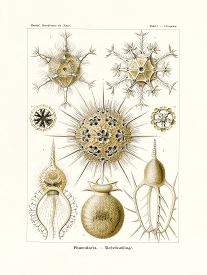 Phaeodaria from German School, (19th century)