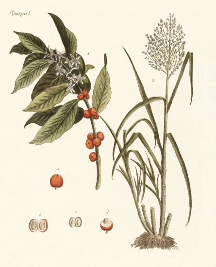 Plants from hot countries from German School, (19th century)