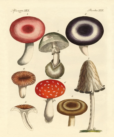 Poisonous German mushrooms from German School, (19th century)