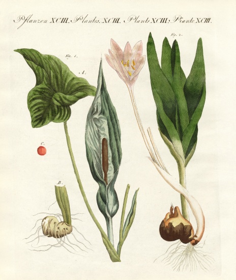 Poisonous German plants from German School, (19th century)