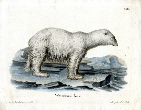Polar Bear from German School, (19th century)