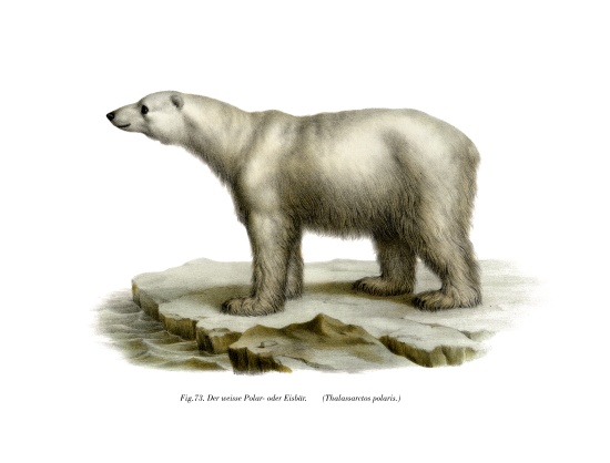 Polar Bear from German School, (19th century)