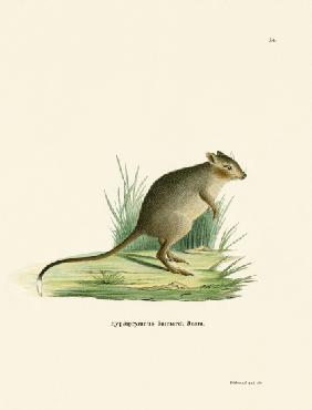 Potoroo