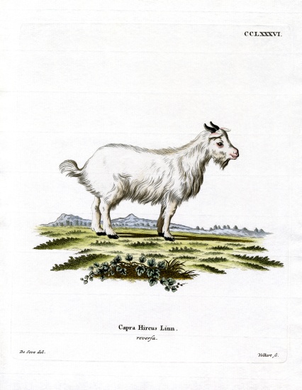 Pygmy Goat from German School, (19th century)