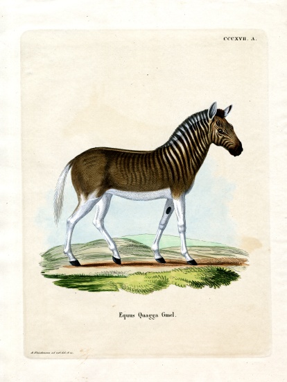 Quagga from German School, (19th century)