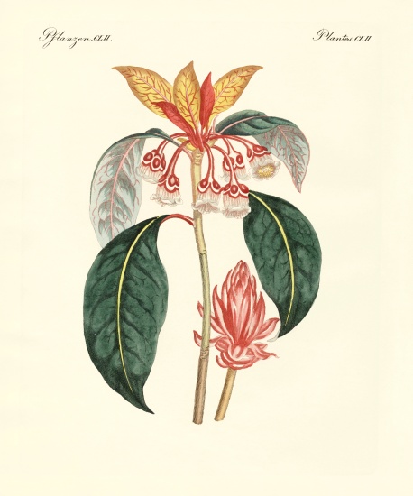 Rare chinese plants from German School, (19th century)