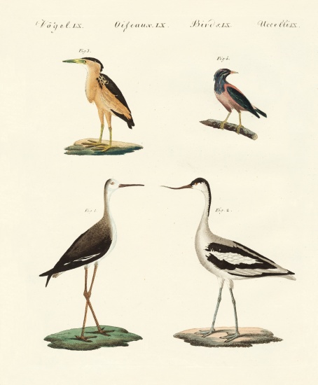 Rare German birds from German School, (19th century)