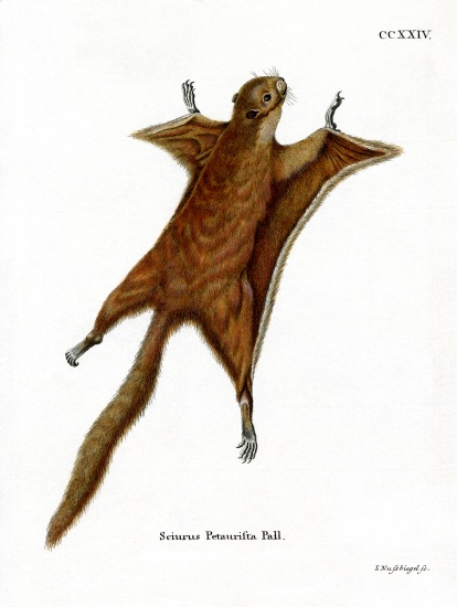 Red Giant Flying Squirrel from German School, (19th century)