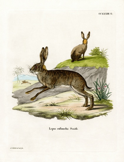 Red-necked Scrub Hare from German School, (19th century)