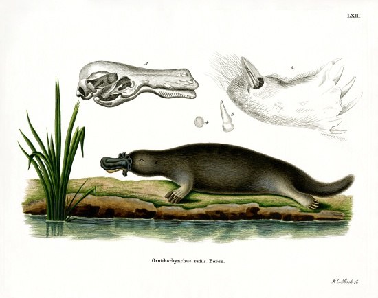Red Platypus from German School, (19th century)
