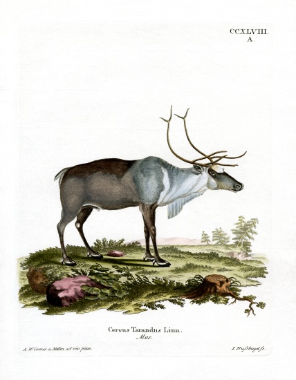 Reindeer from German School, (19th century)
