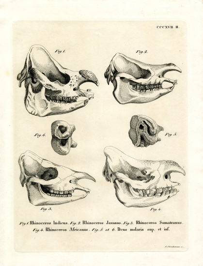 Rhino Skulls from German School, (19th century)