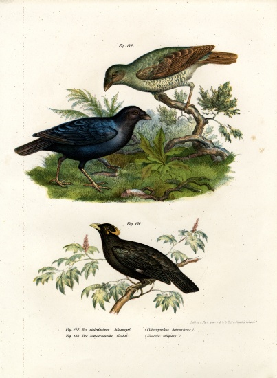 Satin Bower Bird from German School, (19th century)