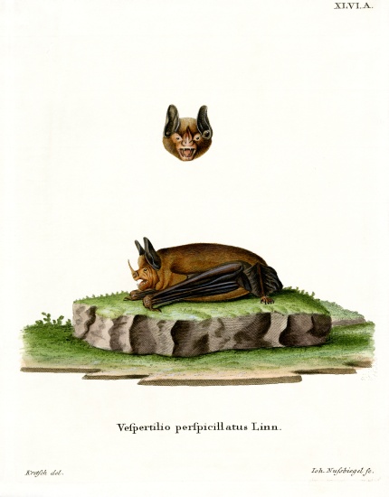 Seba's Short-tailed Bat from German School, (19th century)