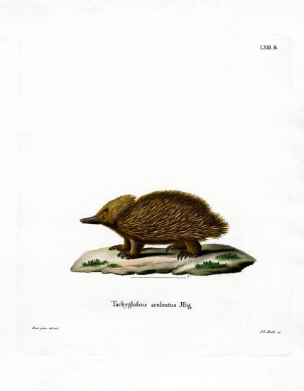 Short-beaked Echidna from German School, (19th century)