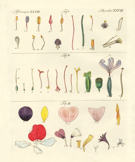 Single flower parts from German School, (19th century)