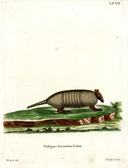 Six-banded Armadillo from German School, (19th century)