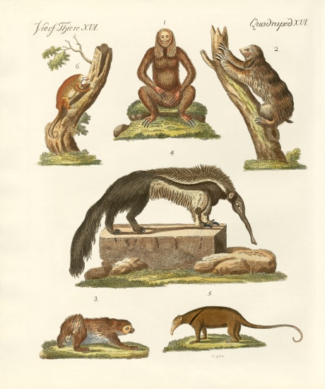 Sloths and anteaters from German School, (19th century)