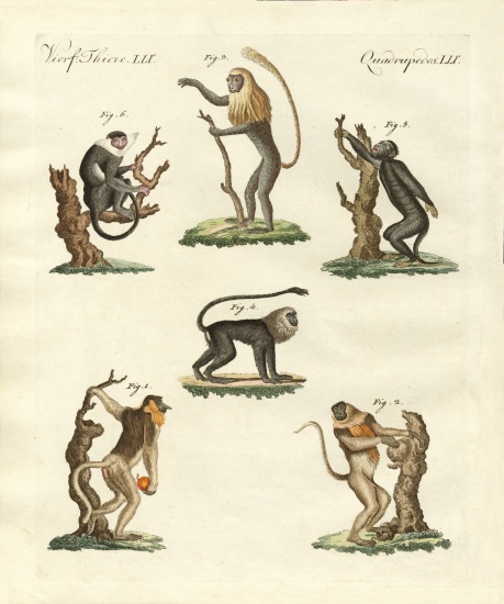 Some kinds of monkeys from German School, (19th century)