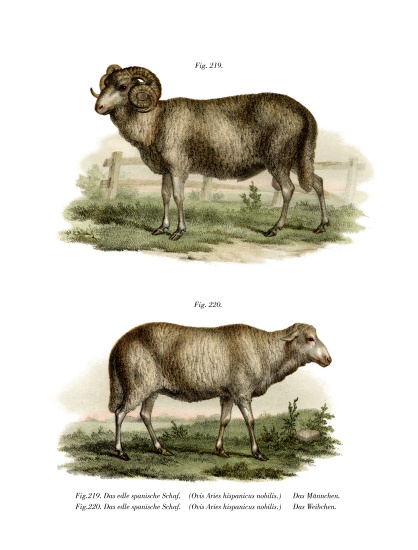 Spanish Sheep from German School, (19th century)
