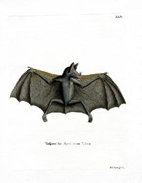 Spectral Bat