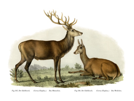 Stag from German School, (19th century)