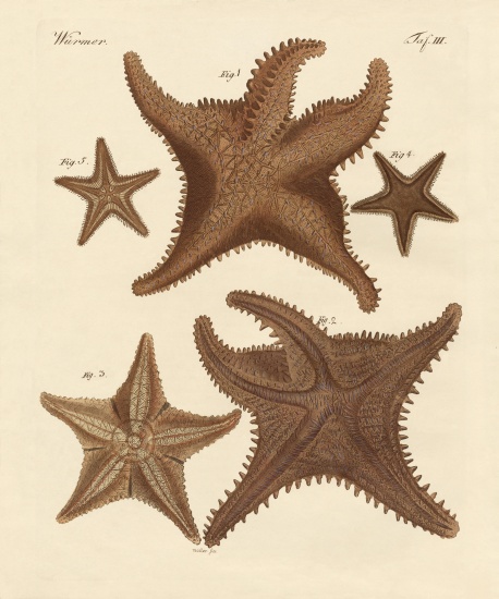 Starfish from German School, (19th century)