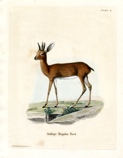 Steenbok from German School, (19th century)
