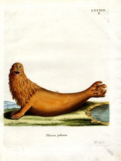 Steller Sea Lion from German School, (19th century)
