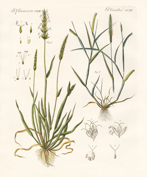 Strange kinds of herbage from German School, (19th century)