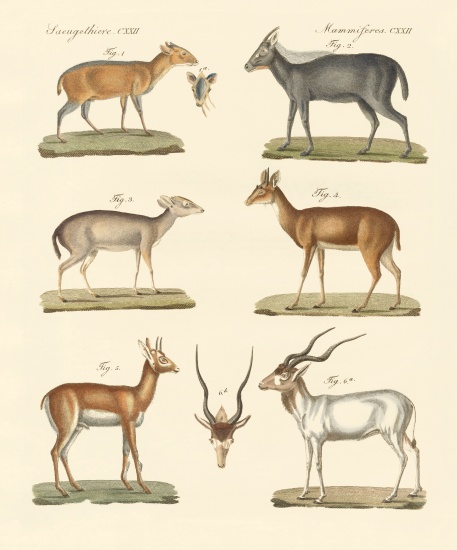 Strange antelopes from German School, (19th century)