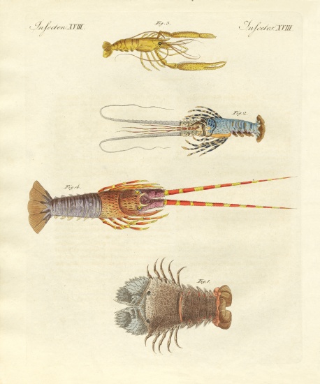 Strange crabs from German School, (19th century)