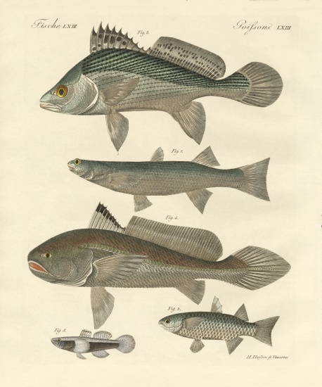 Strange fish from the Ganges from German School, (19th century)
