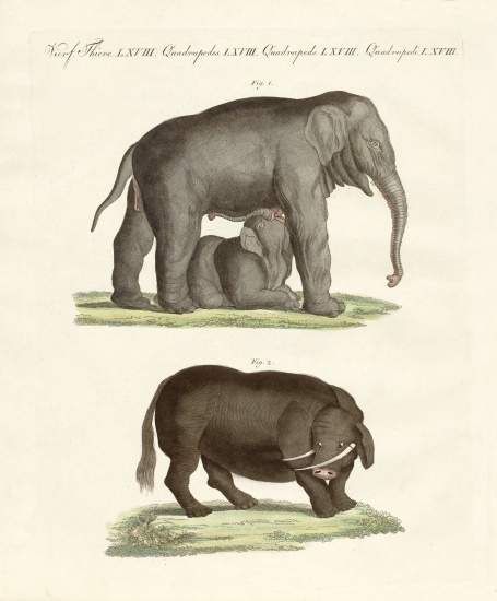 Strange four-footed animals from German School, (19th century)