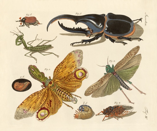 rare insects