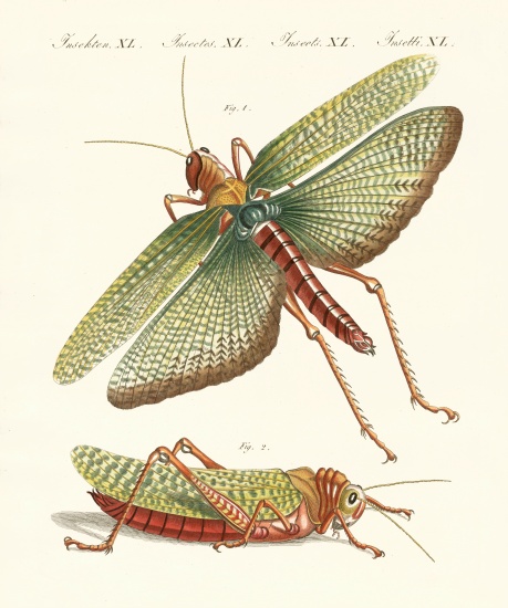 Strange insects from German School, (19th century)