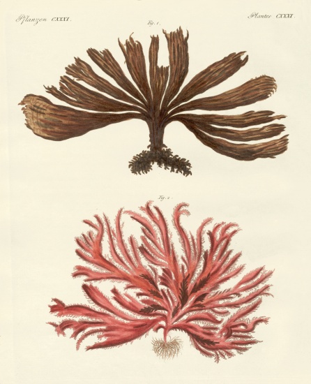 Strange kinds of seaweed from German School, (19th century)