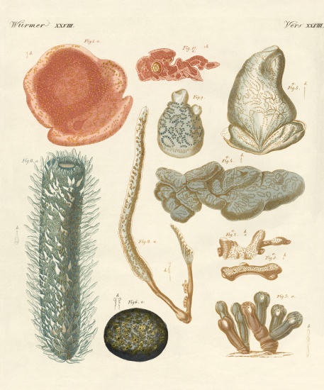 Strange molluscs from German School, (19th century)