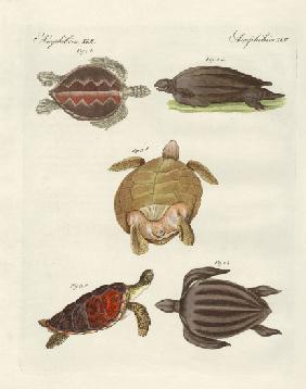 Strange sea-turtles