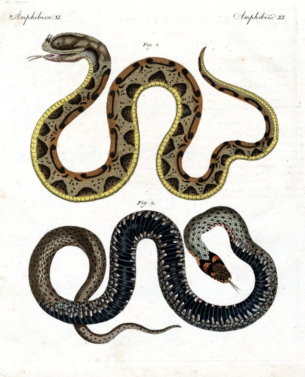 Strange snake from German School, (19th century)