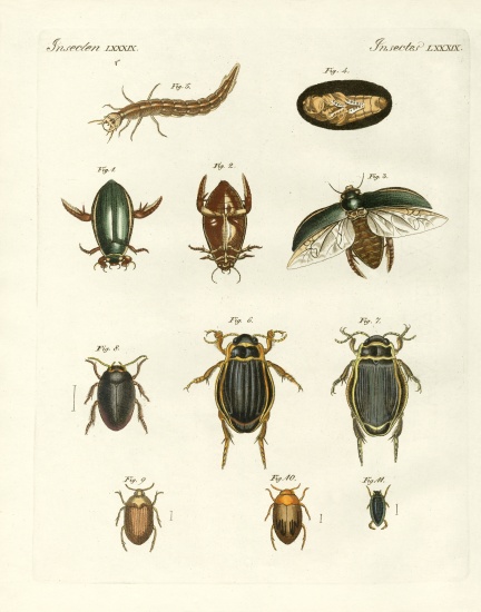 Strange swimming beetles from German School, (19th century)